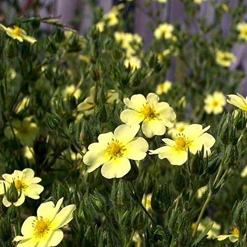 WmHeoo2077 Winterhart Blumensamen,Garten-Balkon-Blumensamen, Blumensamen für den Außenbereich, gelb, 250 g,Blüten Saatgut mehrjährig Cover