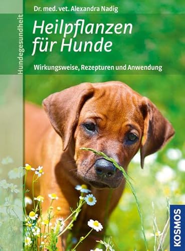 Heilpflanzen für Hunde: Wirkungsweise, Rezepturen