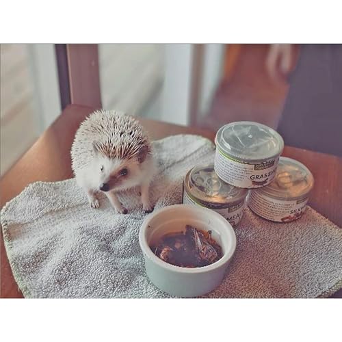 Canned Snails (6 Pack) - Healthy High Protein Insect Treat - Hedgehogs, Sugar Gliders, Reptiles, Wild Birds, Chickens, Lizards, Bearded Dragons, Skunks, Opossums, Fish, Amphibians, Turtles