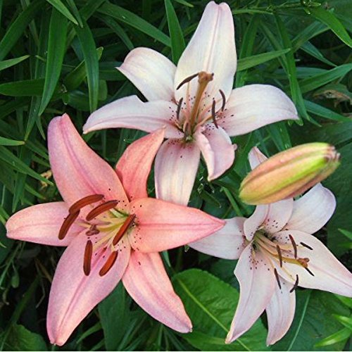 Lilies Asiatic Mixed colour 12 bulb multi pack