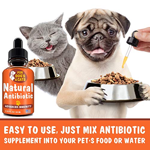 natural antibiotic for cats