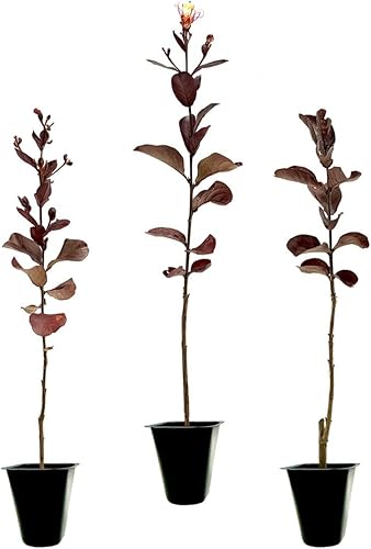 Crape Myrtle Rhapsody in Pink  10 plantas vivas  Flores rosas suaves, planta viva, elegante arbusto ornamental para elegantes exhibiciones de jardín