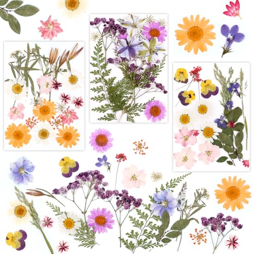 MXTIMWAN Flores Secas Naturales 66 Piezas,Flores Secas Manualidades,Naturales Flores Prensadas Secas,Flores Seca para Velas de Bricolaje, Resina, bisutería, Scrapbooking, Manualidades y Decoraciones