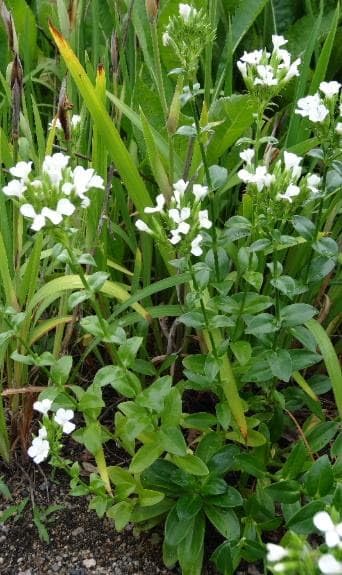 Amazon.co.jp: 花苗 白い花 なでしこ シロバナハマナデシコ苗 : DIY