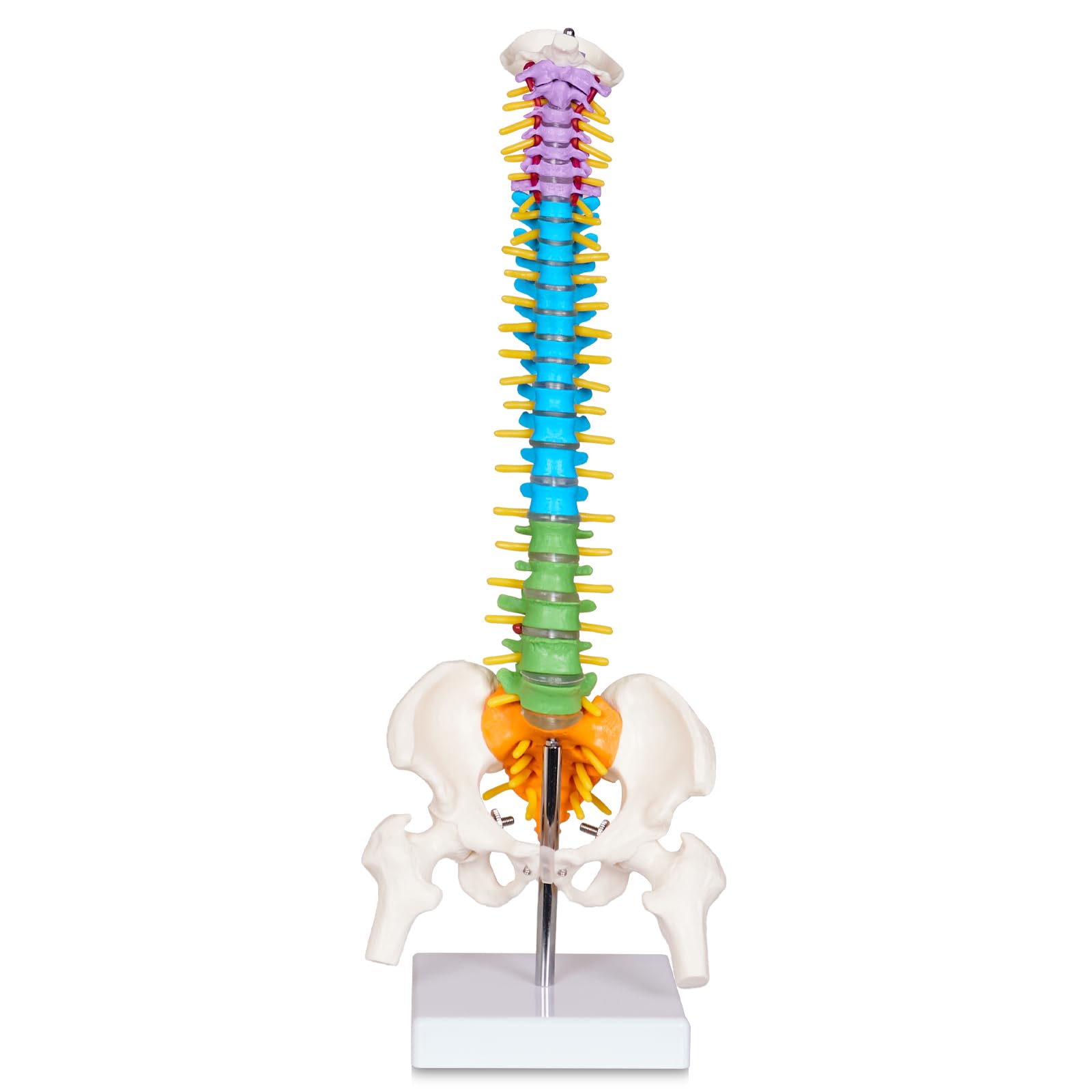 Scientific Mini Spine Model, 15.5’’ Anatomical Spine Model with All Nerves, Human Anatomy Model with Stand for Instruction, Study and Display