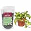 Hoya Potting Soil Mix