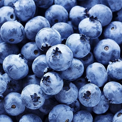 100 Piezas De Semillas De Plantas De Arándanos, Árboles Frutales Enanos, Regalos Sostenibles, Plantas De Arándanos, Plantas Frutales Enrejadas, Plantas Decorativas, Árboles Bonsái, Regalos D