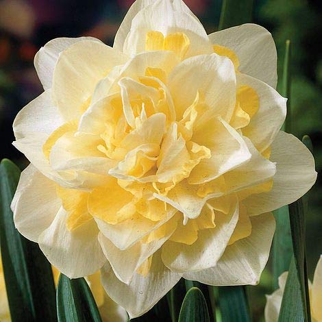 URBAN GARDENS® Daffodil Nariscuss Flower Bulbs( pack of two bulbs)