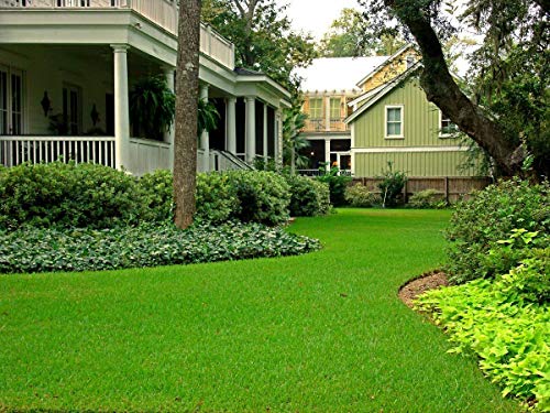 St. Augustine Palmetto | 72 Live Extra Large Grass Plugs | Drought, Salt & Shade Tolerant Turf Sod #TOP4