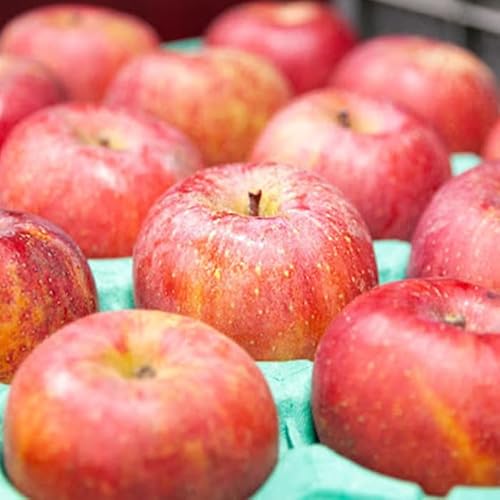 りんご サンふじ 訳あり 5kg 永野農園 沖縄県への配送不可 令和7年度収穫分 長野県 飯綱町 発送時期:2026年1月上旬〜