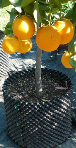 Air-Pot THAPPROP Prop Container Propagation Cell (0.3 gal/1 L), case of 25, PER, Black