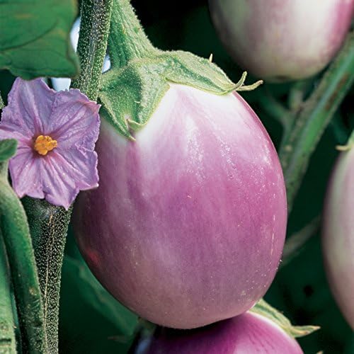 Burpee Rosa Bianca Eggplant Seeds 50 seeds Patio, Lawn