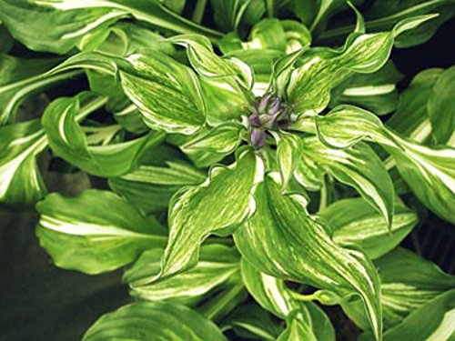 ficus lyrata variegata Ficus Lyrata Variegata  whiteleafplants