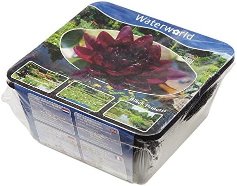 FloraAtHome - Water plants - Nymphaea - Water lily Purple, Black Princess/yellow pot