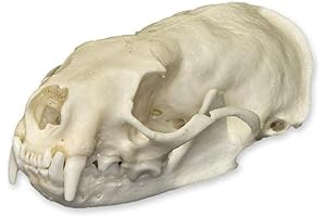 Skulls Unlimited International Real American Mink Skull