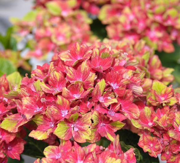 Bauern-Hortensie `Schloss Wackerbarth´, Hydrangea macrophylla, 30-60cm im 3L-Topf