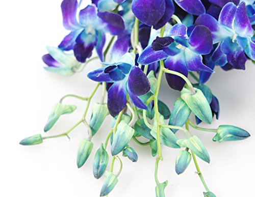 Image of KaBloom-10 Blue Orchid Bouquet,Flowers for Valentine, Mother's Day