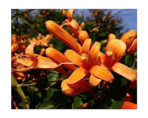 Florida Flame Vine - Pyrostegia venusta -Live Plant - Bright Orange Spring Flower - Emerald Goddess Gardens - Starter Sz 4 Inch Pot