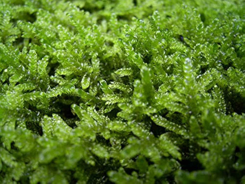 Amazon|シノブゴケ(忍苔)【天然無農薬】1セット|観葉植物 Amazon|シノブゴケ(忍苔)【天然無農薬】1セット|観葉植物