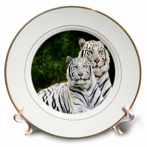 3dRose cp_54187_1 White Tigers Porcelain Plate, 8-Inch