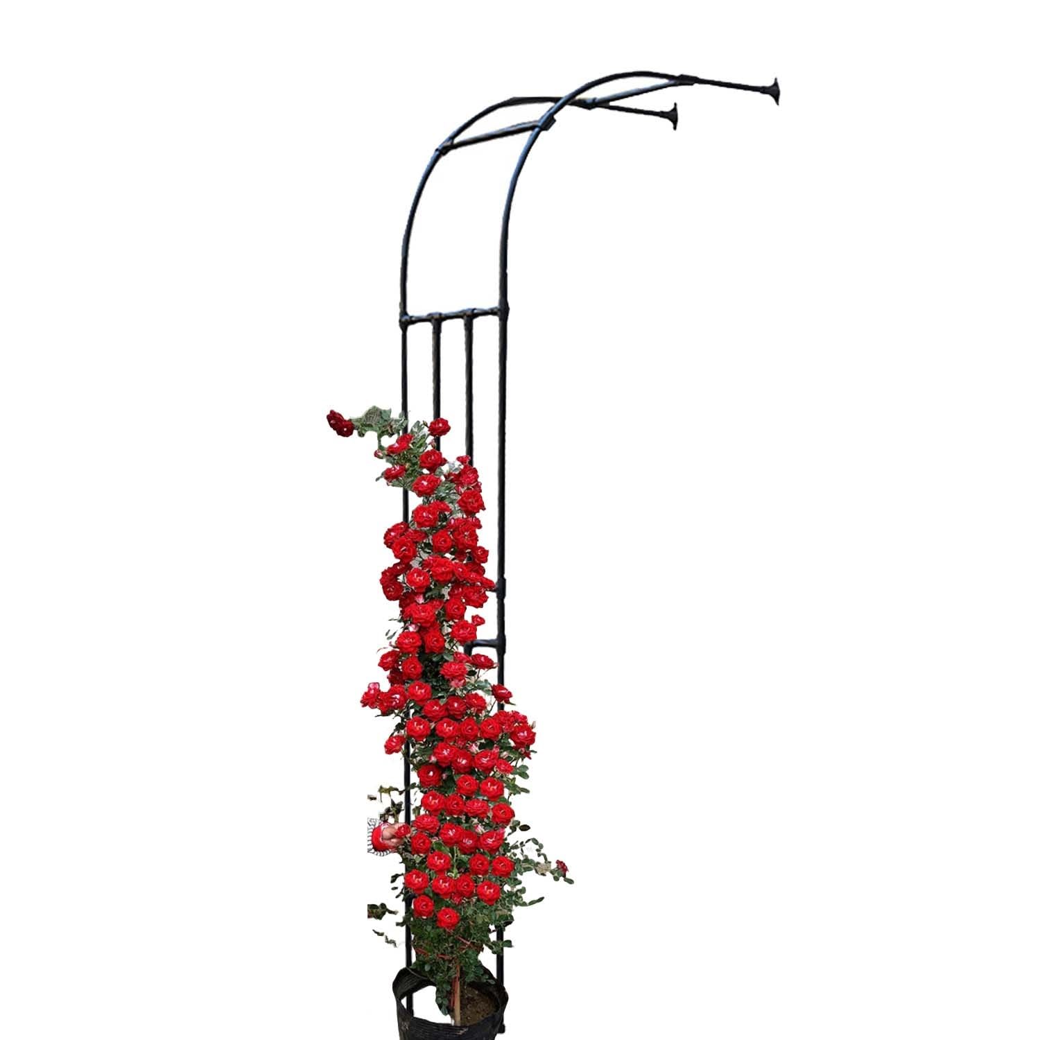 Kratka ogrodowa do róż pnących, odporna na rdzę, regulowana wysokość 60–240 cm (szer. 120 x wys. 240 cm) – idealna dekoracja ogrodowa z kwiatami