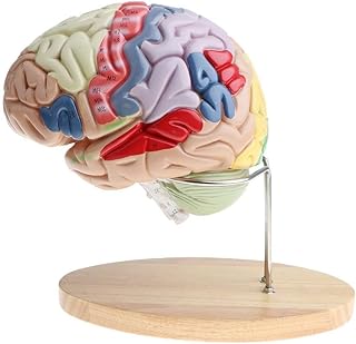 Anatomy model 2X Magnification Human Brain Model- Removable 4-Part Human Brain Anatomy Model Anatomical Human Model - for Medical Educational Aid