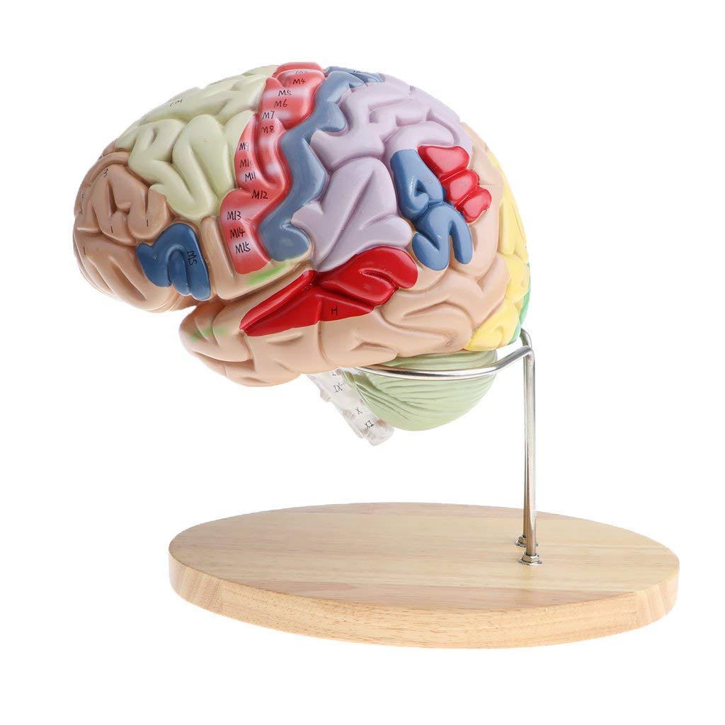 GTHTUHFD Anatomy Model Educational Model Human Brain Anatomy Model 2X Magnification Human Brain Model Removable 4Part Human Brain Anatomy Model Human Model Skeleton Model
