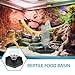 BESPORTBLE Reptile Water Basin Tortoise Aquarium Supplies Small Reptile Waterer Geckos Lizards Turtle Accessories Daily Use Water Dish
