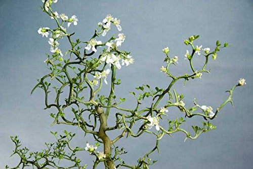 Poncirus Trifoliata | Contorted Flying Dragon | Trifoliate Orange | 10_Seed #TOP4