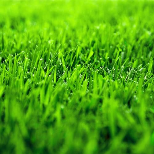 KVITER 1/4 Lb Zenith Zoysia Grass Seed (Zoysia Japonica) – Zenith Zoysia Seeds for Lawn – Dense, Grass Seed Shade & Drought Tolerant, Low Maintenance – Best Zoysia Grass Seeds for Lawn