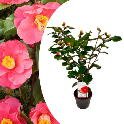 Plant in a Box - Camellia japonica ''Dr. King'' - Rose japonaise - Plante de camélia résistante au froid - Pot 15cm - Hauteur 50-60cm
