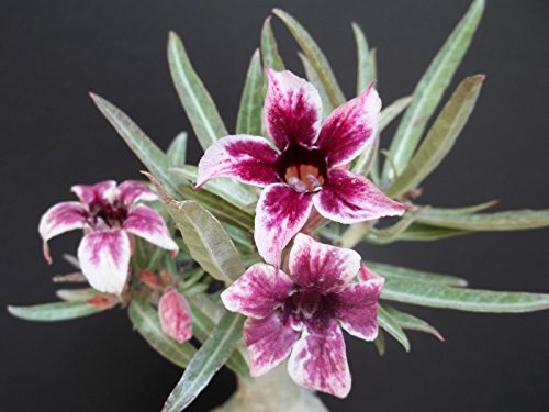 Mouse Over Image to Zoom Details About Adenium somalense Maron Star Desert Rose Bonsai Caudex pachycaul Seed 15 Seeds