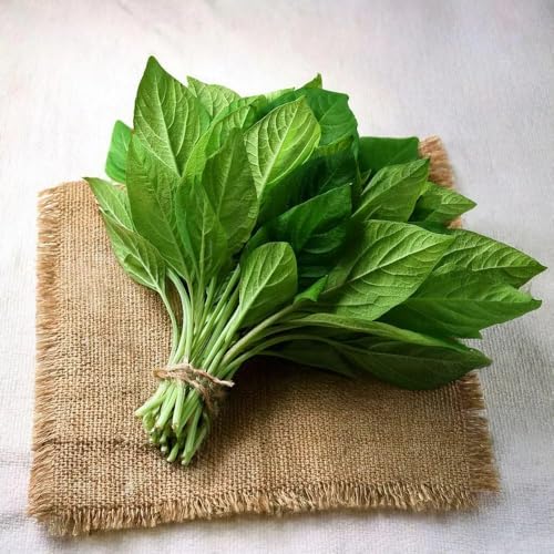 Growtime Amaranthus Vegetable Seeds, Vegetable Seeds for Home Gardening, Vegetable Planting Seeds for Kitchen, Amaranth Seeds (Pack of 20g) (Green, Amaranthus)