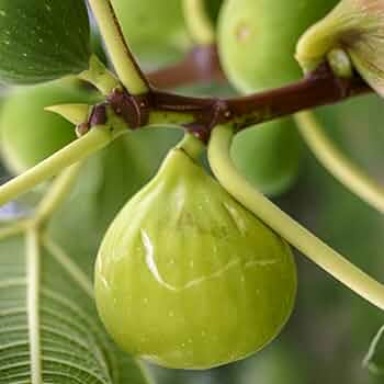 51NV6VIjOPL._AC_UF350, 51NV6VIjOPL._AC_UF350,