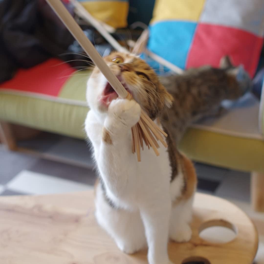 ヨッシー 型抜き4 木型4枚 ヨッシーの新作アイテムが多数登場。子ども