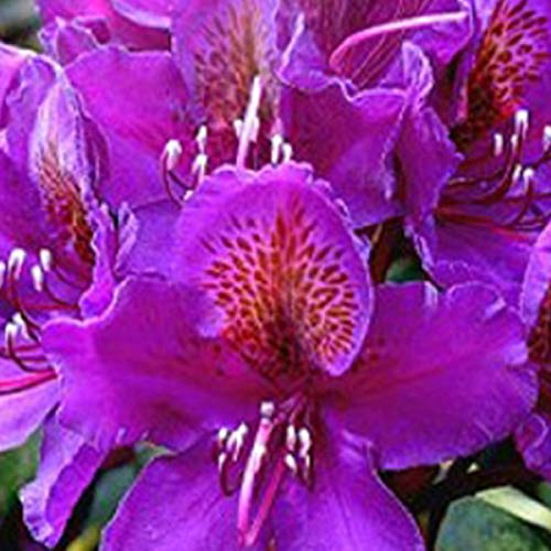 Rhododendron 'Marcel Menard' 40-50 cm Topf - Lila Blüten und aufrechter Wuchs