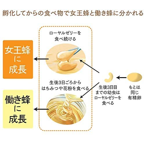 Amazon.co.jp: 山田養蜂場 ローヤルゼリードリンクJ2000 100ml×30本 