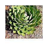 Nous avons tout ce dont vous avez besoin pour rendre votre jardin ou votre espace de vie unique. Nous vous souhaitons beaucoup de succès dans la plantation et avons hâte de voir les nouvelles fleurs avec vous.