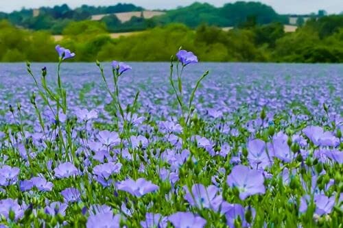 100 semillas de lino marrón - Linum usitatissimum - Lino:Semillas