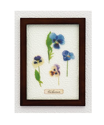 キシマ(Kishima) ハーバリウム アートフレーム ビオラ×Brown 18W 1D 24H KH-61085