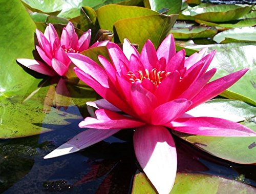 Amazon.com : (Nymphaea Marliacea Flammea) Hardy Water Lily Tuber Live Water  Plants for Pond Balcony Porch Decorations by Greenpro : Patio, Lawn & Garden