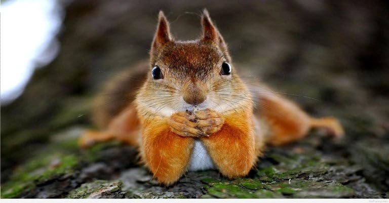 Squirrel Photo License Plate