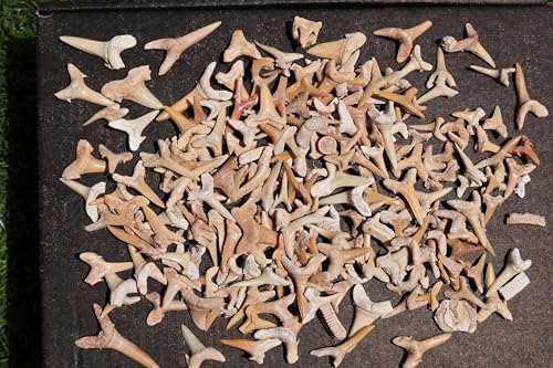 Image of Great Collection of Shark Teeth Fossil Shark Teeth Fossils for Kids Fossils from Morocco A257