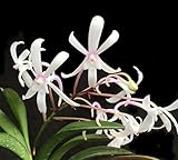 Orchid Insanity - The Byonic Orchid - Better Stronger Faster Neofinetia Hybrid Fragrant Blooms Flowers 2X per Year Excellent Beginners Orchid Easy