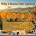 Pure Anatolia Turkish Dried Apricot - Sun Dried Apricots No Sugar Added - Made from Premium Turkish Fruit with Naturally Sweet Flavor, Vegan, Non-GMO Fruit Snack - 5 oz Resealable Bag
