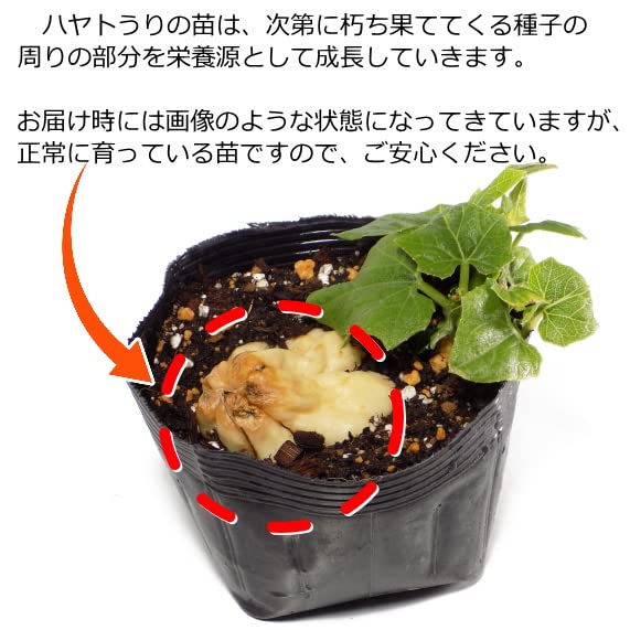 ハヤトウリ苗30本 Amazon.co.jp: ハヤトウリ 白 はやとうり 芽だし苗 : DIY・工具