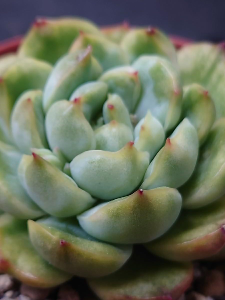 【サービス品@980〜】アイスエイジ錦 アイスエイジ錦 エケベリア カット苗 | 多肉植物カット苗の通販