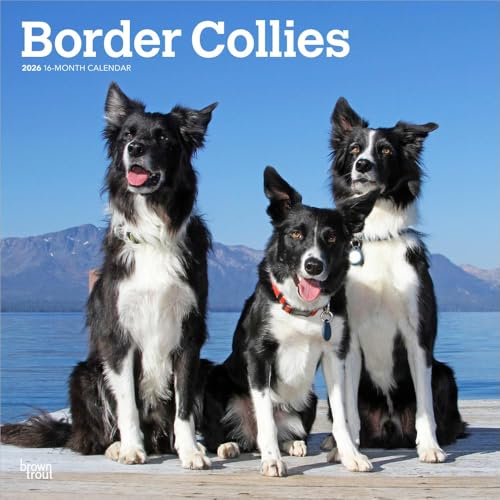 Border Collies | 2026 12 x 24 Inch (Hanging) Monthly Square Wall Calendar | Plastic-Free | BrownTrout | Animals Dog Breeds - image 1