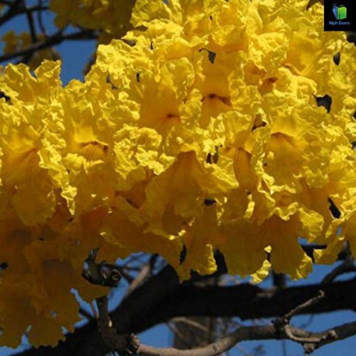 Mphmi Tabebuia argentea, Tecoma argentea - Plant (B08SWMFRD1) Amazon Price History, Amazon Price Tracker