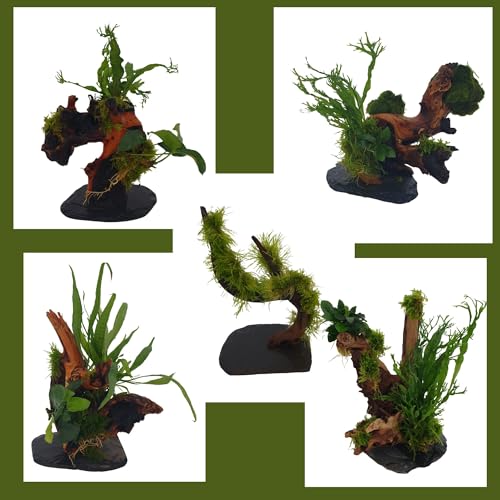 Wurzel für Aquarium Garnelenbäumchen Moorwurzel Aquarium Wurzel Bonsai ca.20 cm Mangrove (Mopani) bepflanzt auf Schiefer Wurzel mit Wasserpflanzen (versch.) Abbildung ähnlich